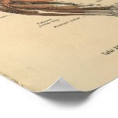 ヴィンテージ1888ドイツ解剖学プリント腕筋肉 ポスター (角)