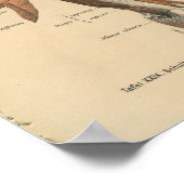 ヴィンテージ1888ドイツ解剖学プリント腕筋肉 ポスター (角)