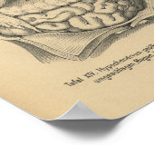 ヴィンテージ1888ドイツ解剖学プリント腹部臓器 ポスター (角)