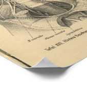 ヴィンテージ1888ドイツ解剖学プリント腹部 ポスター (角)