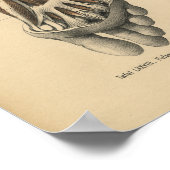 ヴィンテージ1888ドイツ解剖学プリント足足指 ポスター (角)