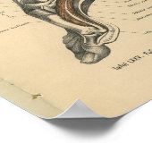 ヴィンテージ1888ドイツ解剖学プリント足首足 ポスター (角)