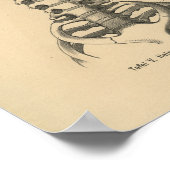 ヴィンテージ1888ドイツ解剖学プリント頸椎 ポスター (角)