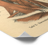 ヴィンテージ1888ドイツ解剖学プリント顔と首 ポスター (角)