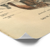 ヴィンテージ1888ドイツ解剖学プリント顔筋肉 ポスター (角)