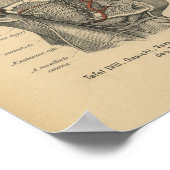 ヴィンテージ1888ドイツ解剖学プリント顔面神経 ポスター (角)