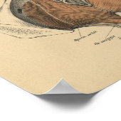 ヴィンテージ1888ドイツ解剖学プリント骨盤筋肉 ポスター (角)