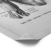ヴィンテージ1888ヒト解剖学プリント肩腕 ポスター (角)
