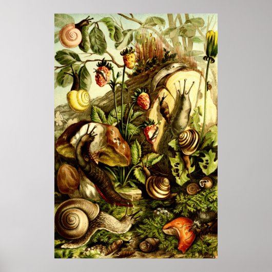 ヴィンテージ1890年ビクトリアンカタツムリ ポスター (正面)