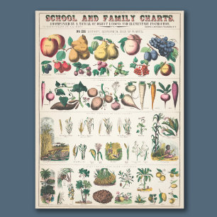 ヴィンテージ1890年学校植物教育図 フォトプリント