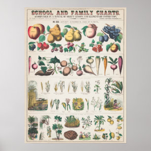 ヴィンテージ1890年学校植物教育図 ポスター