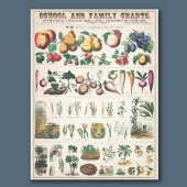 ヴィンテージ1890年度植物教育図 フォトプリント