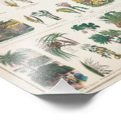 ヴィンテージ1890年度植物教育図 フォトプリント            (角)