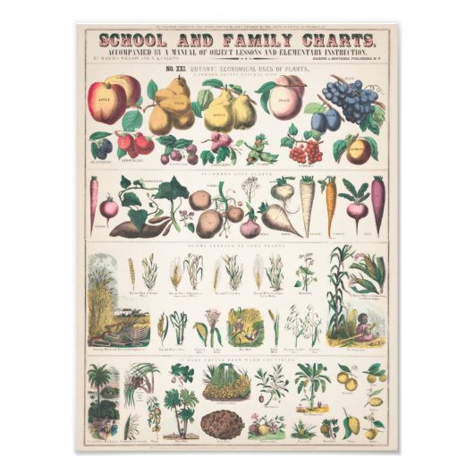 ヴィンテージ1890年度植物教育図 フォトプリント (正面)