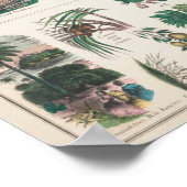ヴィンテージ1890年度植物教育図 ポスター (角)
