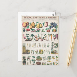 ヴィンテージ1890年度植物教育図 ポストカード