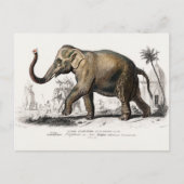 ヴィンテージ1892アジアゾウイラストレーション ポストカード (正面)