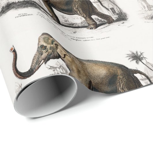 ヴィンテージ1892アジアゾウイラストレーション ラッピングペーパー (ロールコーナー)