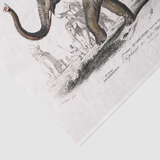 ヴィンテージ1892アジア象のプリントの分離 薄葉紙 (詳細)