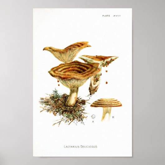 ヴィンテージ1895マッシュルームストライプのブラウンアートプリント ポスター (正面)