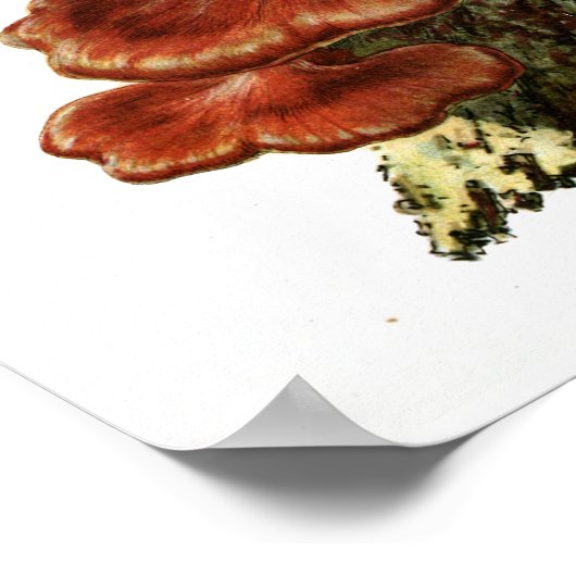 ヴィンテージ1895マッシュルーム茶色の木の真菌アートプリント ポスター (角)