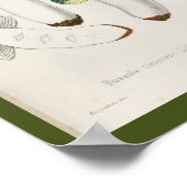 ヴィンテージ1899マッシュルームグリーンキャップアートプリント ポスター (角)