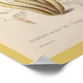 ヴィンテージ1899マッシュルームブラウンイエローアートプリント ポスター (角)