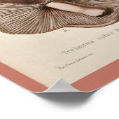 ヴィンテージ1899マッシュルームブラウンパープルアートプリント ポスター (角)