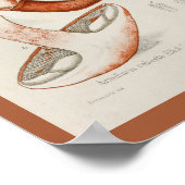 ヴィンテージ1899マッシュルームブラウンレッドアートプリント ポスター (角)