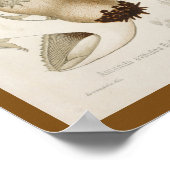 ヴィンテージ1899マッシュルームホワイトキャップアートプリント ポスター (角)