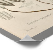 ヴィンテージ1899マッシュルームホワイトキャップアートプリント ポスター (角)