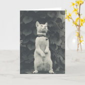 ヴィンテージ19世紀の猫写真カー空白のド カード (黄色い花)