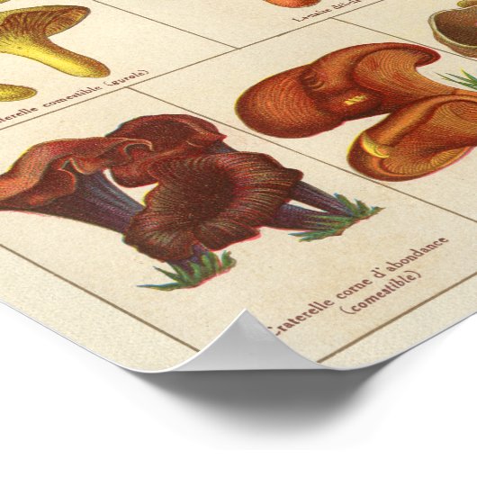 ヴィンテージ1900キノコ品種オレンジイエロープリント ポスター (角)