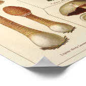 ヴィンテージ1900キノコ品種レッドイエロープリント ポスター (角)