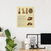 ヴィンテージ1900馬の足のホフ解剖学プリント ポスター (ホームオフィス)