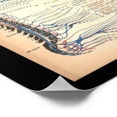 ヴィンテージ1901脊髄神経解剖学プリント ポスター (角)