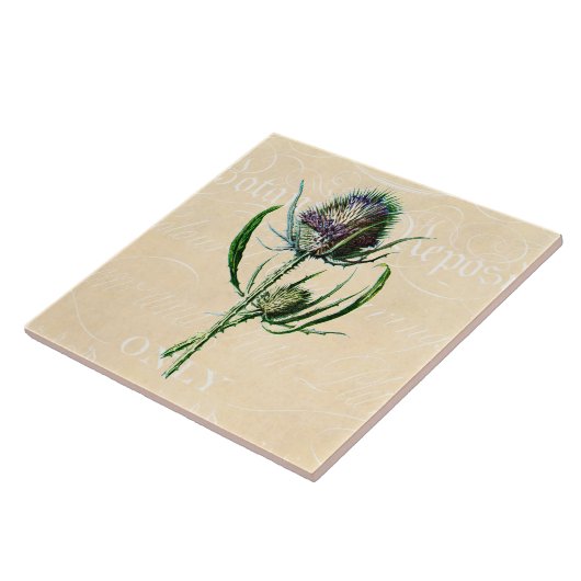 ヴィンテージ1902のスコットランド人のアザミのアンティークの野生の花 タイル (側面)