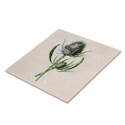 ヴィンテージ1902のスコットランド人のアザミの古い野生花 タイル (側面)