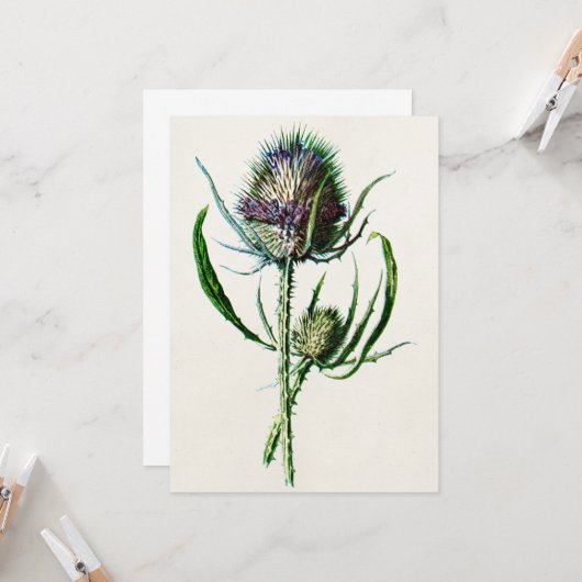 ヴィンテージ1902の古いスコットランドのアザミの野生花 カード (正面/裏面インサイチュ)