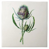 ヴィンテージ1902の古いスコットランドのアザミの野生花 タイル (正面)