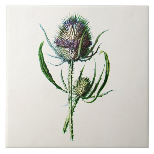 ヴィンテージ1902の古いスコットランドのアザミの野生花 タイル (正面)