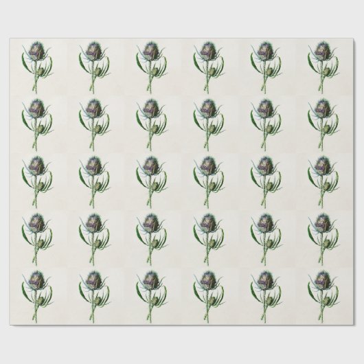 ヴィンテージ1902の古いスコットランドのアザミの野生花 ラッピングペーパー (フラット)