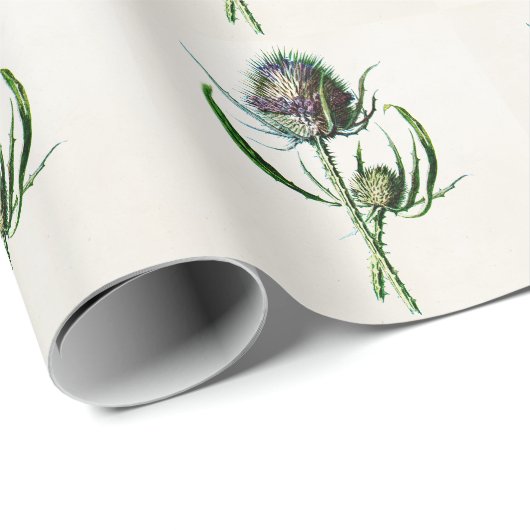 ヴィンテージ1902の古いスコットランドのアザミの野生花 ラッピングペーパー (ロールコーナー)