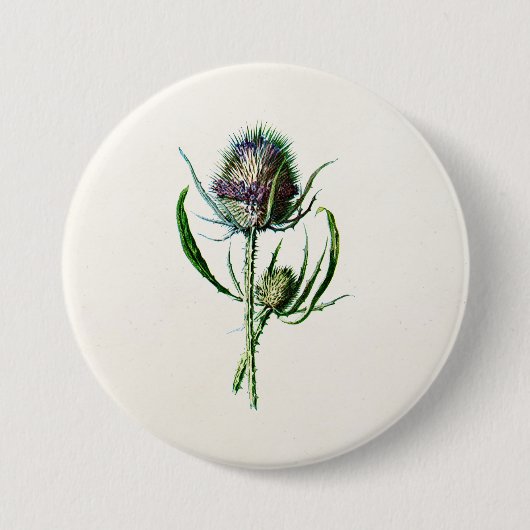 ヴィンテージ1902の古いスコットランドのアザミの野生花 缶バッジ (正面)