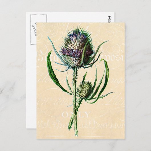 ヴィンテージ1902スコティッシュティスルアンティークワイルドフラワー ポストカード (正面/裏面)