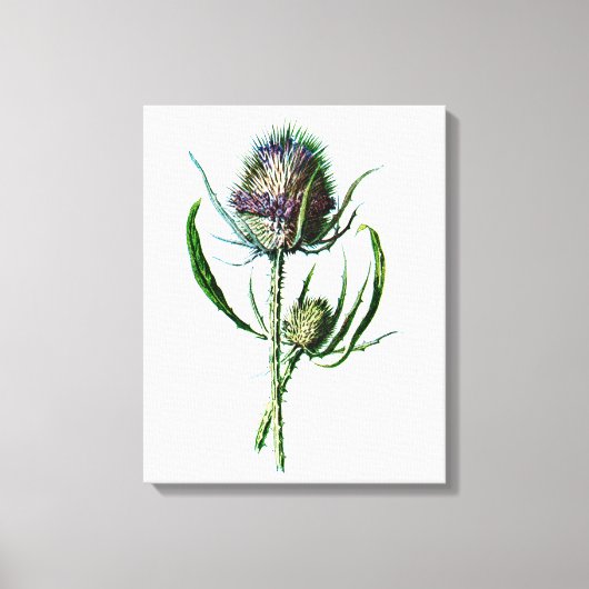 ヴィンテージ1902スコティッシュティスルアンティーク野生の花 キャンバスプリント (正面)