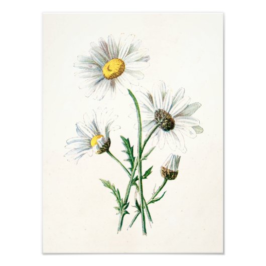 ヴィンテージ1902デイジー旧野花イラストレーション フォトプリント            (正面)
