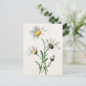 ヴィンテージ1902デイジー旧野花イラストレーション ポストカード (スタンド正面)
