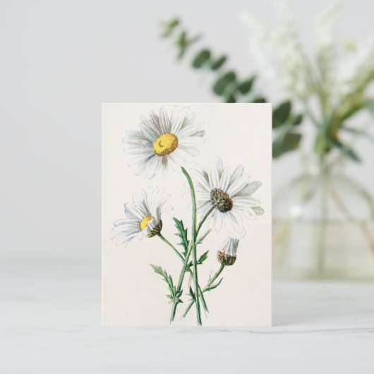 ヴィンテージ1902デイジー旧野花イラストレーション ポストカード (スタンド正面)