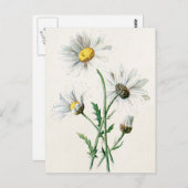 ヴィンテージ1902デイジー旧野花イラストレーション ポストカード (正面/裏面)